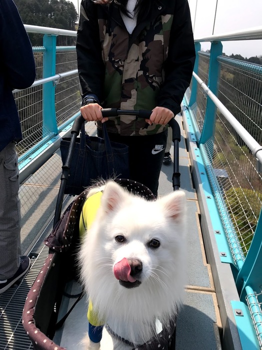 dogcart
