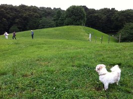 神代植物公園ドッグラン Dogful ドッグフル