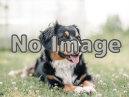 カインズ船橋習志野店 Dogful ドッグフル