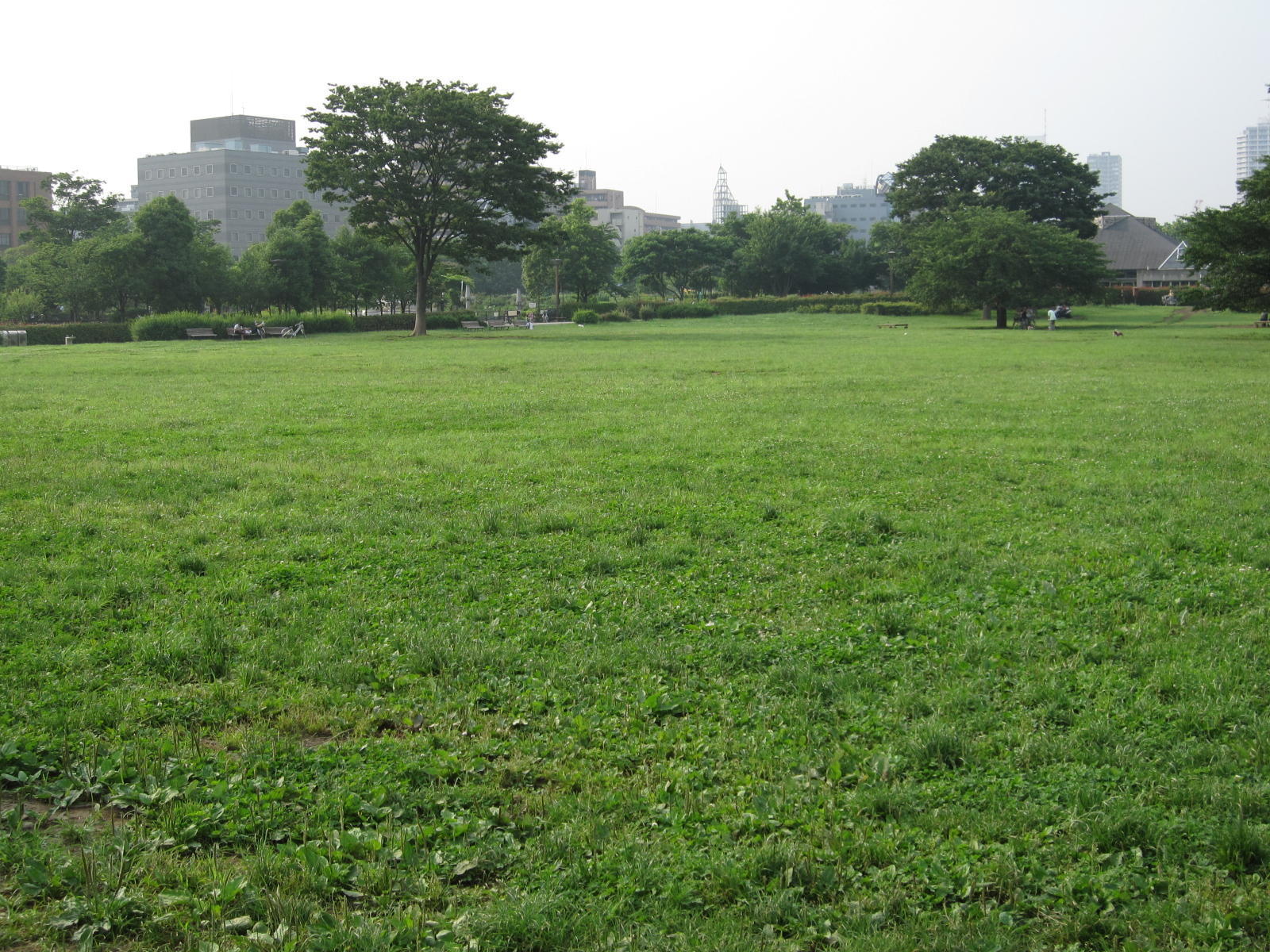 木場 公園 ドッグラン